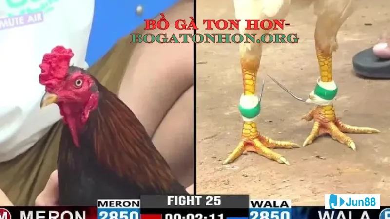 Chương trình Khuyến mãi và Sự kiện Đặc