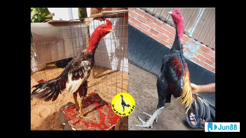Nài gà giỏi và chuyên nghiệp Nài gà giỏi và chuyên nghiệp